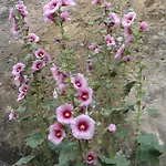 Coté Ruelle Casa vacanze