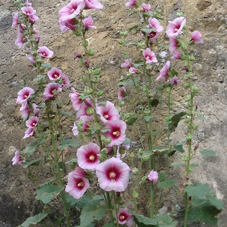 Cote Ruelle Holiday home